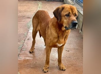 Tommy ein sensibler, feinfühliger Hund