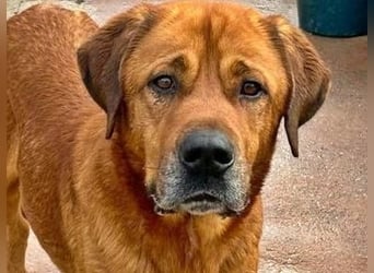 Tommy ein sensibler, feinfühliger Hund