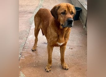 Tommy ein sensibler, feinfühliger Hund