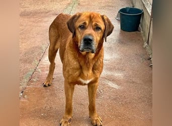 Tommy ein sensibler, feinfühliger Hund