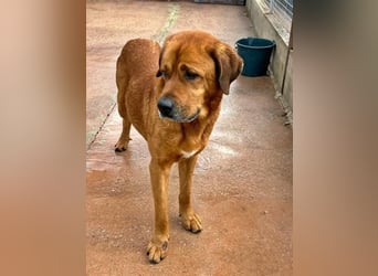 Tommy ein sensibler, feinfühliger Hund