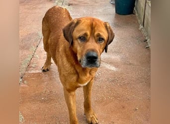 Tommy ein sensibler, feinfühliger Hund