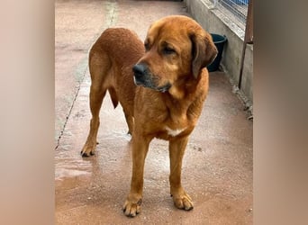 Tommy ein sensibler, feinfühliger Hund