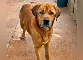 Tommy ein sensibler, feinfühliger Hund