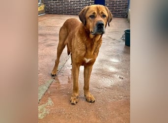 Tommy ein sensibler, feinfühliger Hund