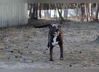 Bonny, Ridgeback-Border Collie-Mix,geb. 2018, freundlich und gut erzogen