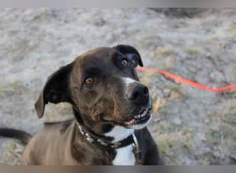 Bonny, Ridgeback-Border Collie-Mix,geb. 2018, freundlich und gut erzogen