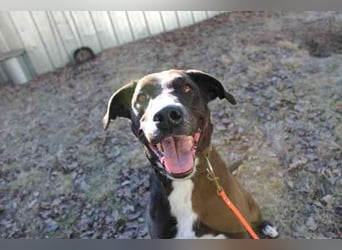 Bonny, Ridgeback-Border Collie-Mix,geb. 2018, freundlich und gut erzogen