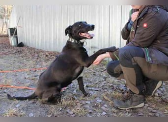 Bonny, Ridgeback-Border Collie-Mix,geb. 2018, freundlich und gut erzogen