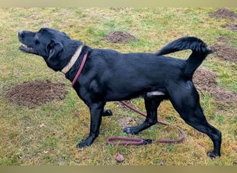 Aris sucht ein Zuhause