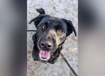 Aris sucht ein Zuhause