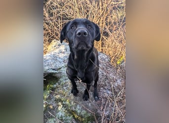 Aris sucht ein Zuhause