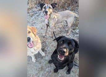 Aris sucht ein Zuhause