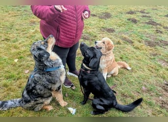 Aris sucht ein Zuhause