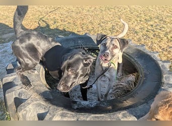 Aris sucht ein Zuhause