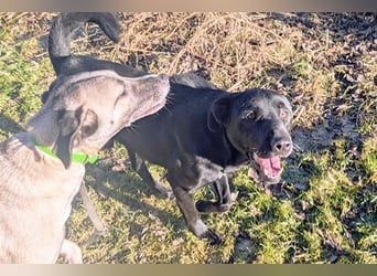 Aris sucht ein Zuhause