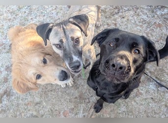 Aris sucht ein Zuhause