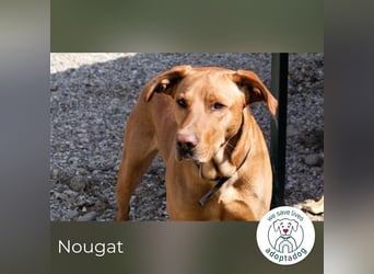 Nougat 957400 sucht ein zu Hause