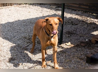 NOUGAT - sportliche Familie gesucht, ich möchte lernen und spielen!