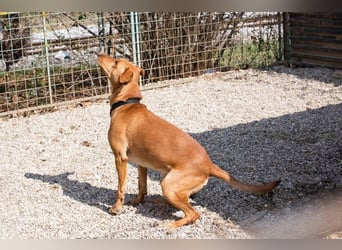 NOUGAT - sportliche Familie gesucht, ich möchte lernen und spielen!