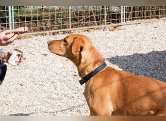 NOUGAT - sportliche Familie gesucht, ich möchte lernen und spielen!