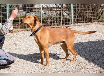 NOUGAT - sportliche Familie gesucht, ich möchte lernen und spielen!