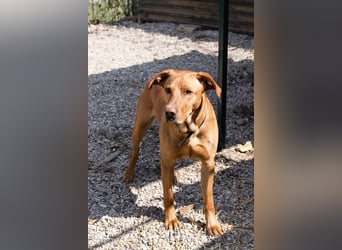 NOUGAT - sportliche Familie gesucht, ich möchte lernen und spielen!