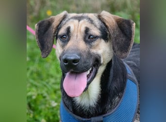 Pluto – ein aufgeweckter Junghund Pluto – ein aufgeweckter Junghund