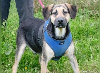 Pluto – ein aufgeweckter Junghund