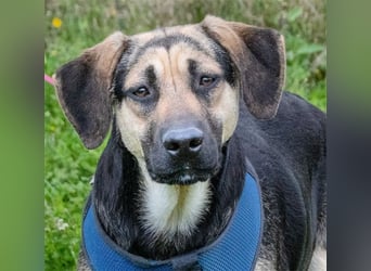 Pluto – ein aufgeweckter Junghund Pluto – ein aufgeweckter Junghund