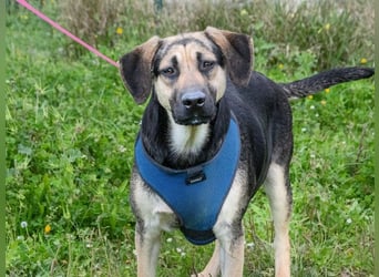 Pluto – ein aufgeweckter Junghund