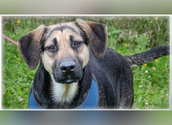 Pluto – ein aufgeweckter Junghund Pluto – ein aufgeweckter Junghund