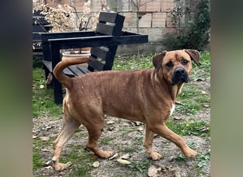 King ein wundervoller Bub