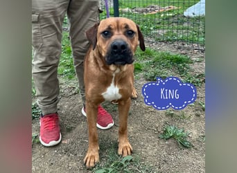 King ein wundervoller Bub