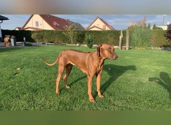 Wurfplanung Frühjahr 26