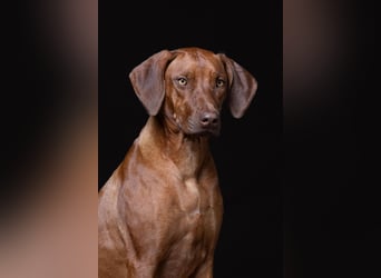 Wurfplanung Frühjahr 26