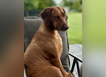 Wurfplanung Frühjahr 26