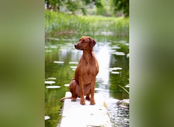 Wurfplanung Frühjahr 26