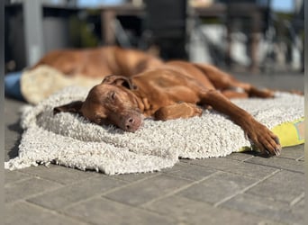 Wurfplanung Frühjahr 26