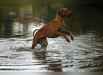 Rhodesian Ridgeback Welpen