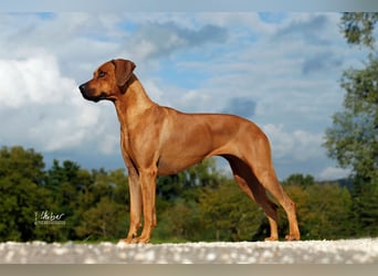 Rhodesian Ridgeback Welpen