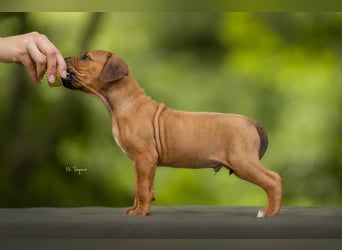 Rhodesian Ridgeback Welpen mit FCI-Ahnentafel
