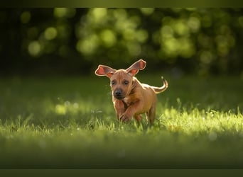Rhodesian Ridgeback Welpen mit FCI-Ahnentafel