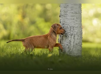 Rhodesian Ridgeback Welpen mit FCI-Ahnentafel