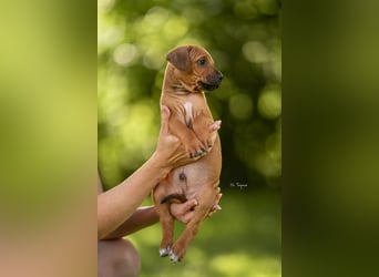 Rhodesian Ridgeback Welpen mit FCI-Ahnentafel