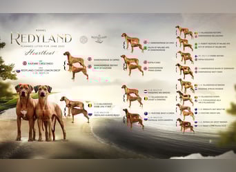 Rhodesian Ridgeback Welpen mit FCI-Ahnentafel