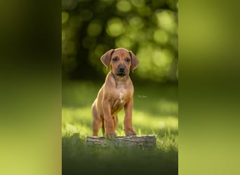 Rhodesian Ridgeback Welpen mit FCI-Ahnentafel