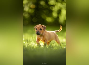 Rhodesian Ridgeback Welpen mit FCI-Ahnentafel