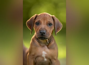 Rhodesian Ridgeback Welpen mit FCI-Ahnentafel