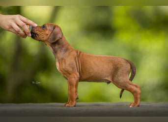 Rhodesian Ridgeback Welpen mit FCI-Ahnentafel